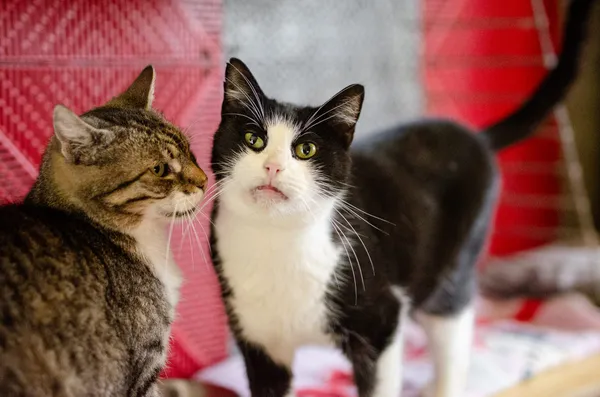 Oddam kota, Mątki, 12 kwietnia 2026 (2/4)