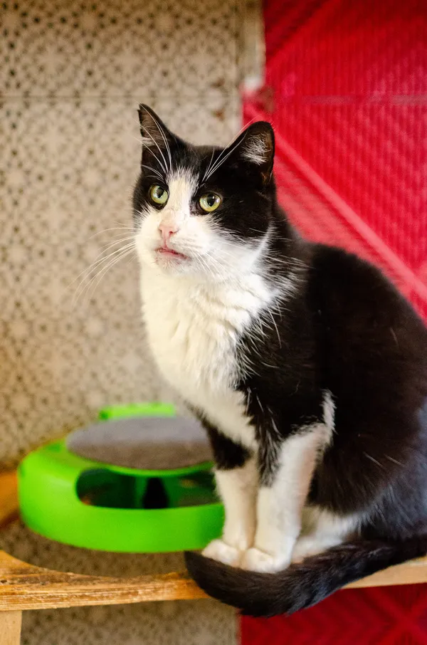 Oddam kota, Mątki, 12 kwietnia 2026 (3/4)