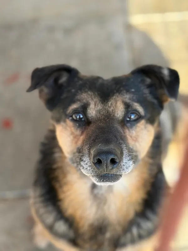 Oddam psa, Łupstych, 12 kwietnia 2026 (1/2)