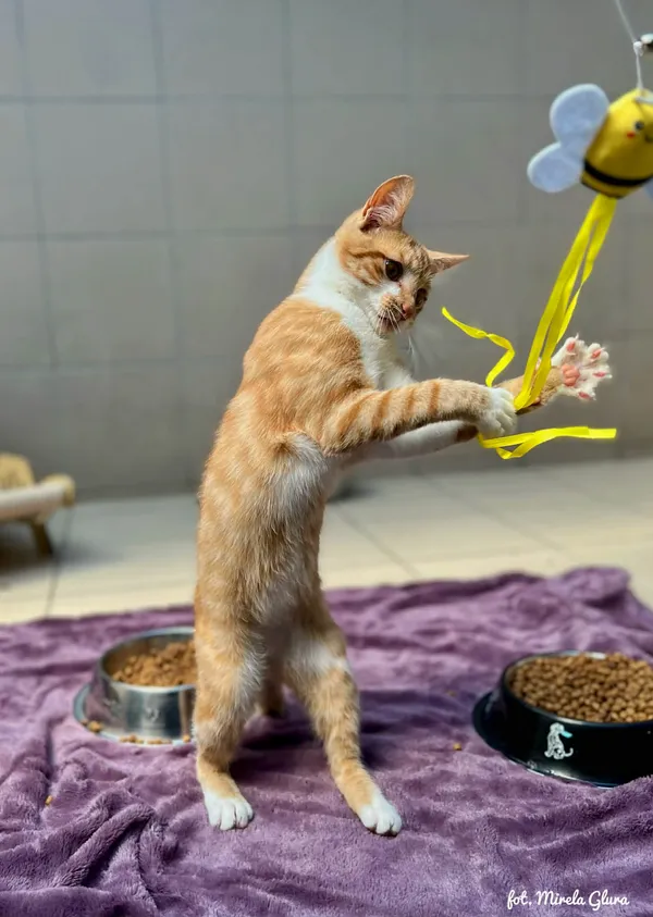 Kot do adopcji, Bydgoszcz, 12 kwietnia 2026 (1/3)