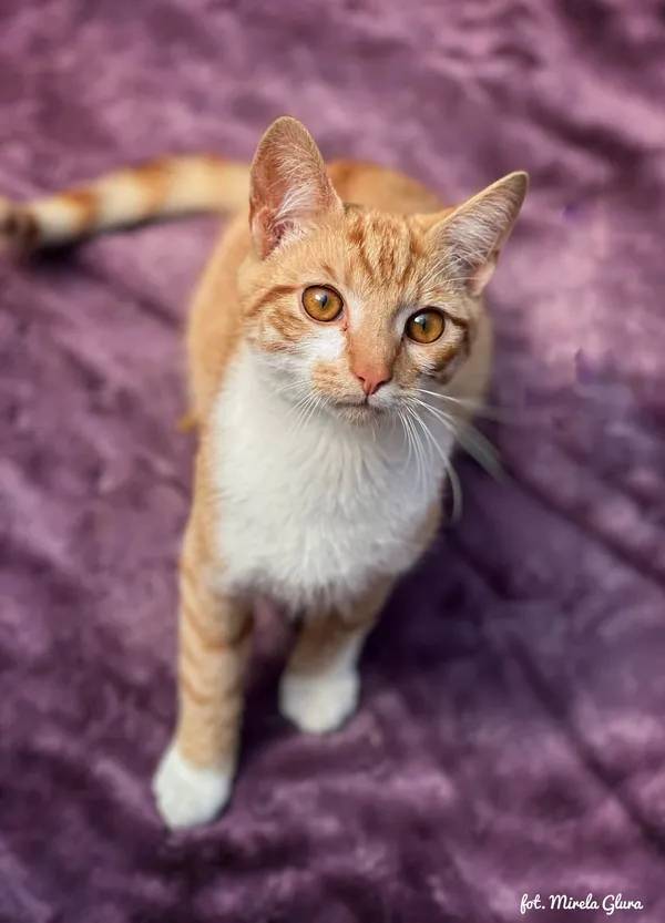 Kot do adopcji, Bydgoszcz, 12 kwietnia 2026 (2/3)