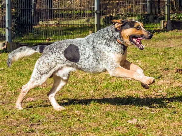 Pies do adopcji, Sopot, 11 kwietnia 2026 (2/4)