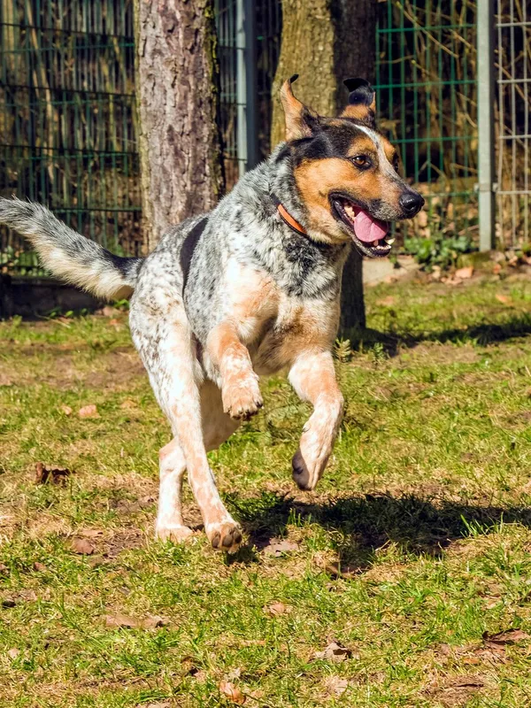 Pies do adopcji, Sopot, 11 kwietnia 2026 (3/4)