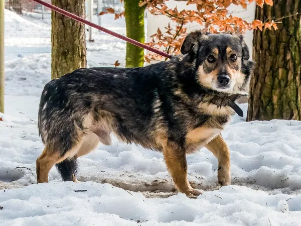 Pies do adopcji, Sopot, 11 kwietnia 2026 (1/3)