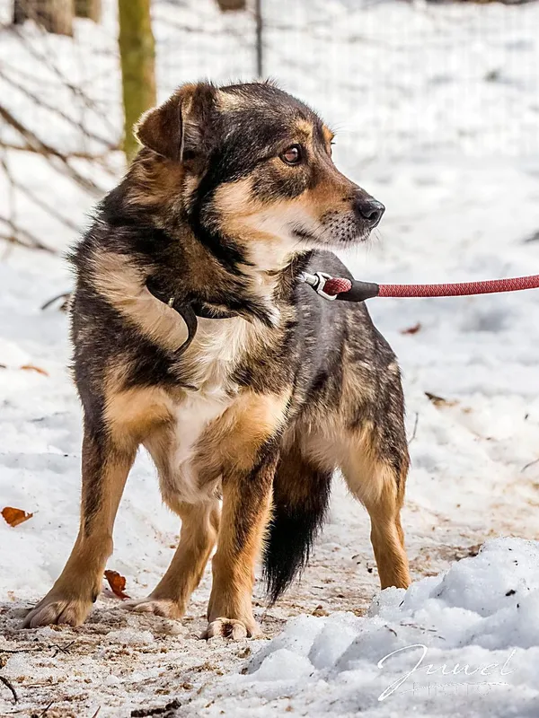 Pies do adopcji, Sopot, 11 kwietnia 2026 (3/3)