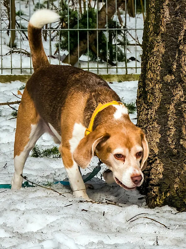 Pies do adopcji, Sopot, 11 kwietnia 2026 (1/3)