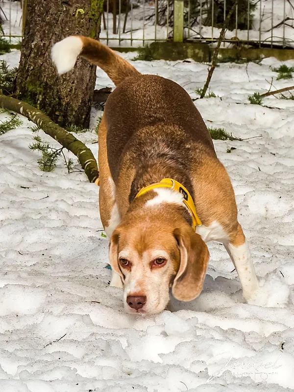 Pies do adopcji, Sopot, 11 kwietnia 2026 (2/3)