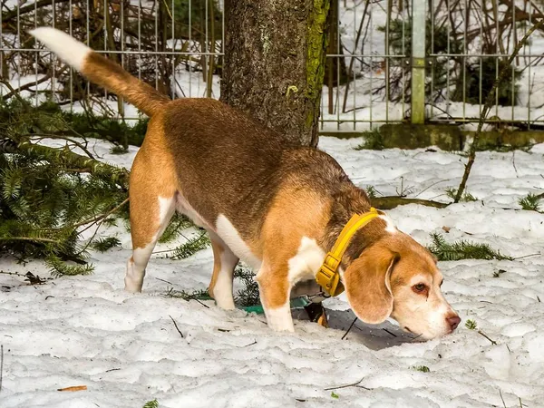 Pies do adopcji, Sopot, 11 kwietnia 2026 (3/3)