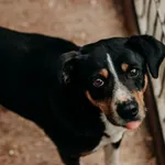 Pies do adopcji