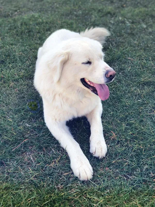 Zaginął pies, Płonne, 12 kwietnia 2026 (1/3)