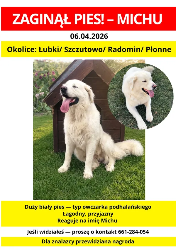 Zaginął pies, Płonne, 12 kwietnia 2026 (2/3)