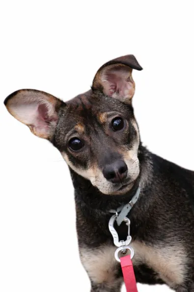 Pies do adopcji, Oborniki, 13 marca 2026 (1/4)