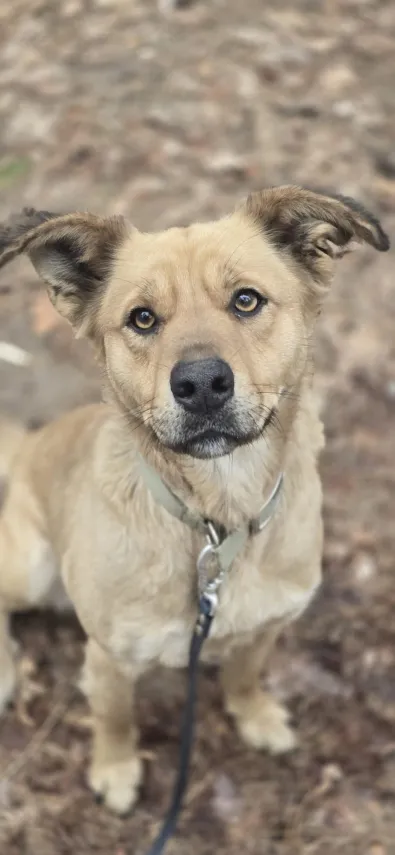 Pies do adopcji, Oborniki, 12 marca 2026 (1/4)