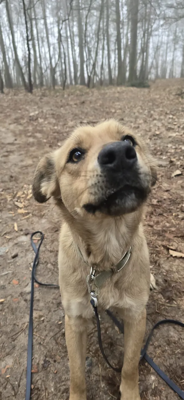 Pies do adopcji, Oborniki, 12 marca 2026 (3/4)