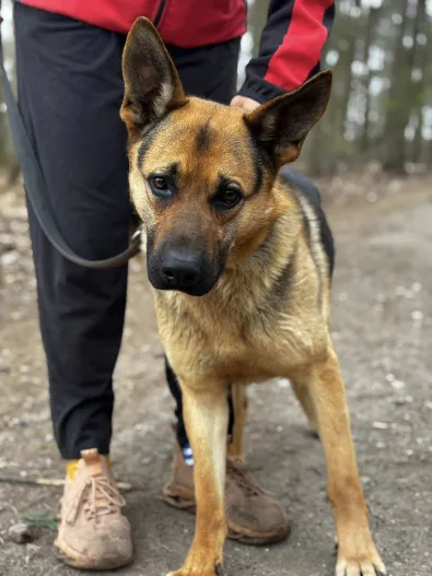 Pies do adopcji, Oborniki, 10 marca 2026 (1/2)