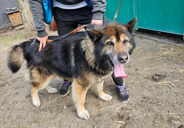 Pies do adopcji, Oborniki, 10 marca 2026 (1/3)