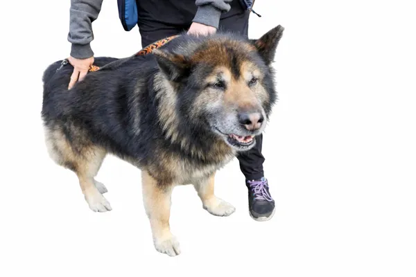 Pies do adopcji, Oborniki, 10 marca 2026 (2/3)