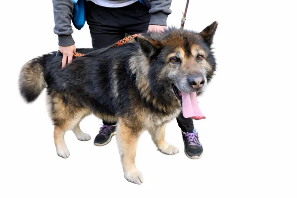 Pies do adopcji, Oborniki, 10 marca 2026 (3/3)