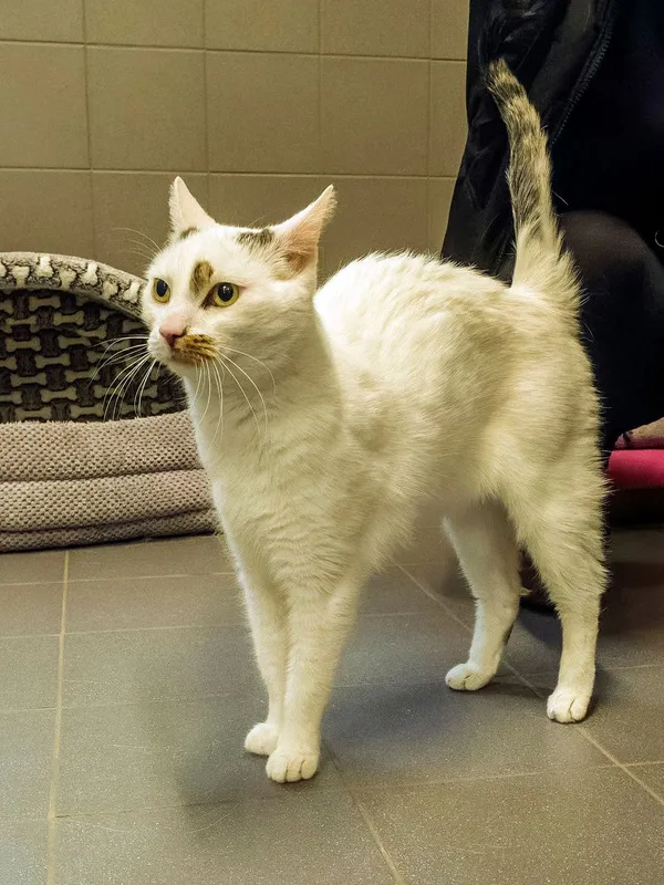 Kot do adopcji, Sopot, 12 kwietnia 2026 (1/3)