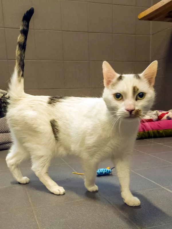 Kot do adopcji, Sopot, 12 kwietnia 2026 (2/3)