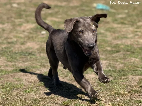 Pies do adopcji, Bydgoszcz, 12 kwietnia 2026 (2/5)