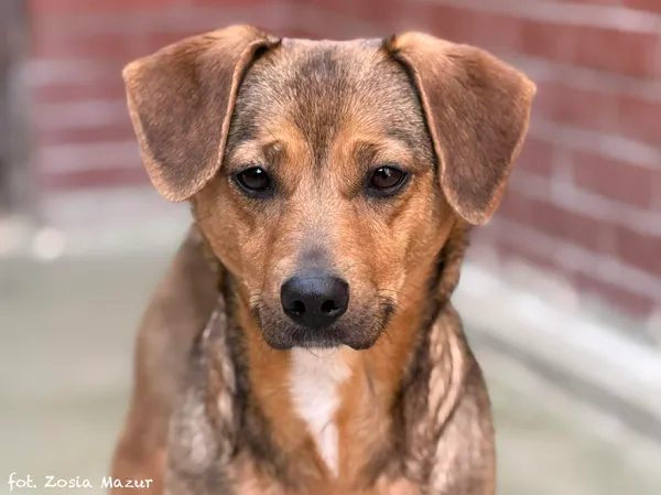 Pies do adopcji, Bydgoszcz, 12 kwietnia 2026 (2/5)