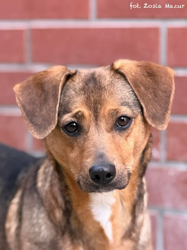 Pies do adopcji, Bydgoszcz, 12 kwietnia 2026 (3/5)