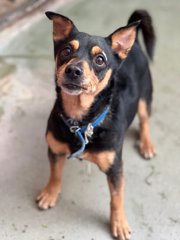 Pies do adopcji, Bydgoszcz, 12 kwietnia 2026 (2/2)