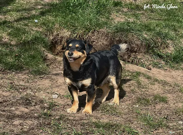 Pies do adopcji, Bydgoszcz, 12 kwietnia 2026 (3/5)