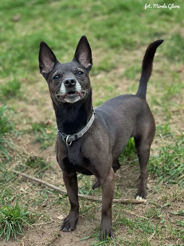 Pies do adopcji, Bydgoszcz, 12 kwietnia 2026 (1/5)