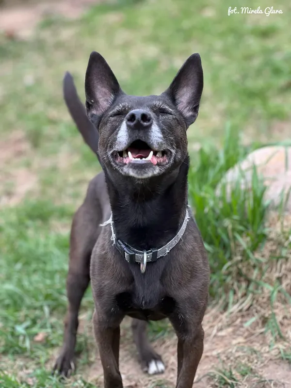 Pies do adopcji, Bydgoszcz, 12 kwietnia 2026 (2/5)