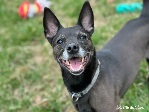 Pies do adopcji, Bydgoszcz, 12 kwietnia 2026 (4/5)