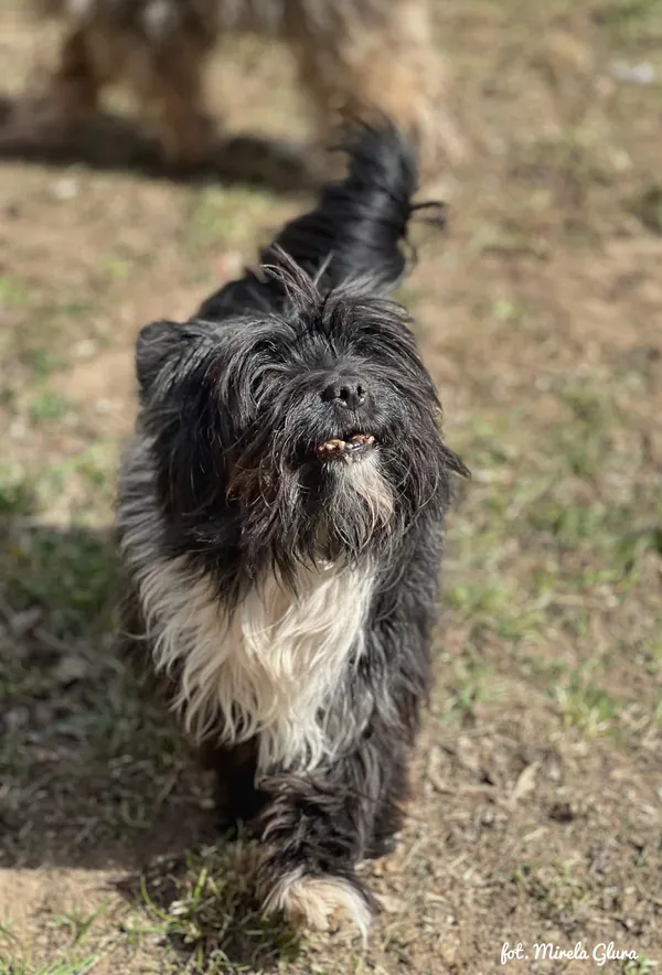 Pies do adopcji, Bydgoszcz, 12 kwietnia 2026 (2/5)