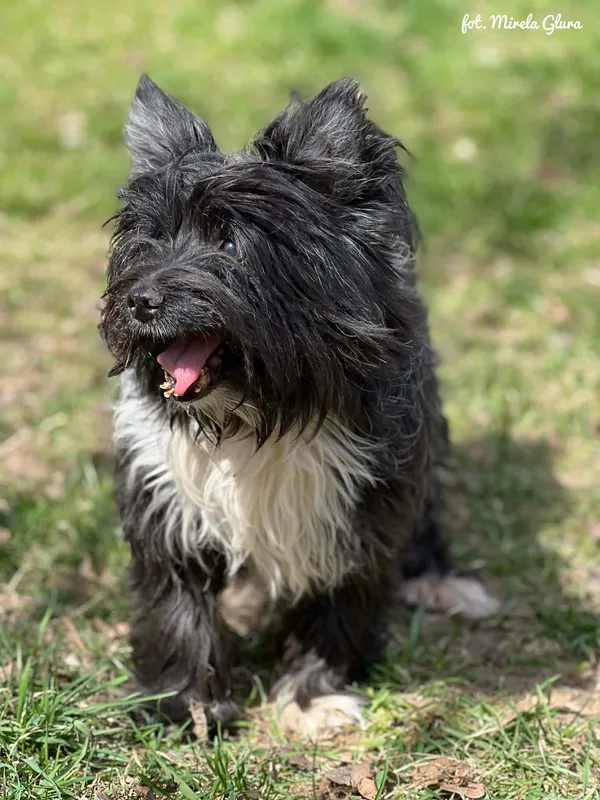 Pies do adopcji, Bydgoszcz, 12 kwietnia 2026 (4/5)