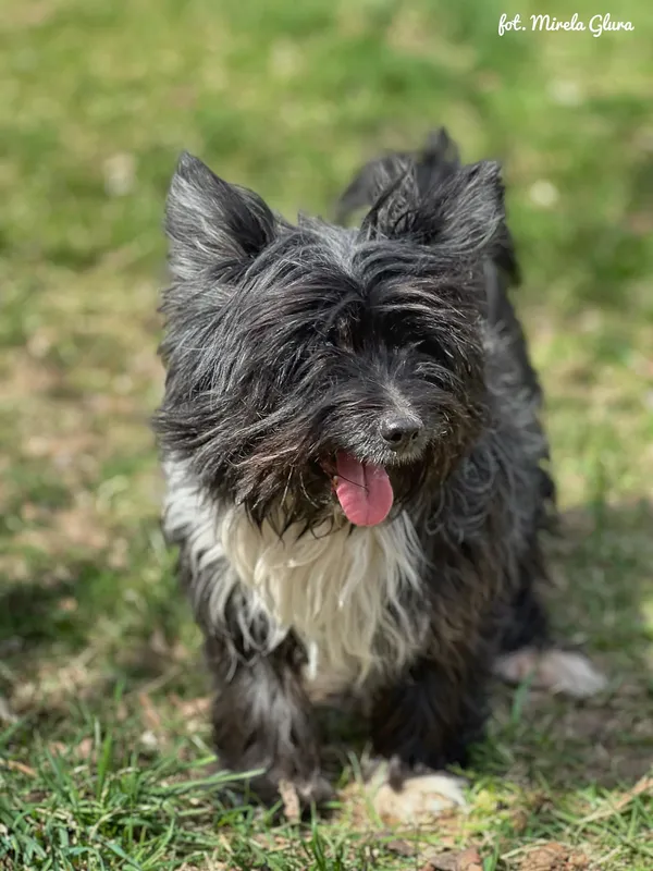 Pies do adopcji, Bydgoszcz, 12 kwietnia 2026 (5/5)