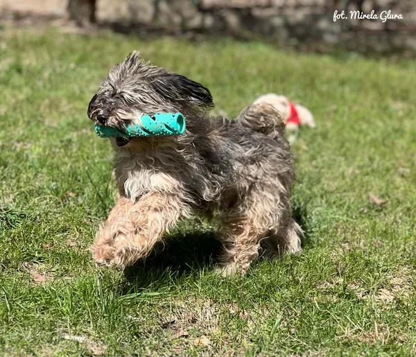 Pies do adopcji, Bydgoszcz, 12 kwietnia 2026 (5/5)