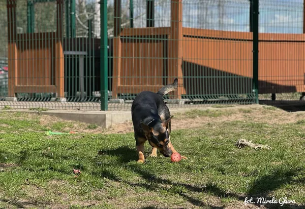 Pies do adopcji, Bydgoszcz, 12 kwietnia 2026 (1/5)