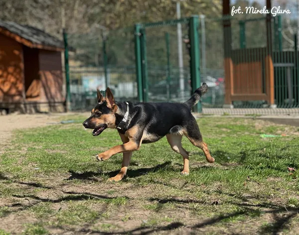 Pies do adopcji, Bydgoszcz, 12 kwietnia 2026 (2/5)