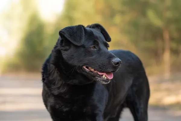 Pies do adopcji, Nowodwór, 9 kwietnia 2026 (1/5)