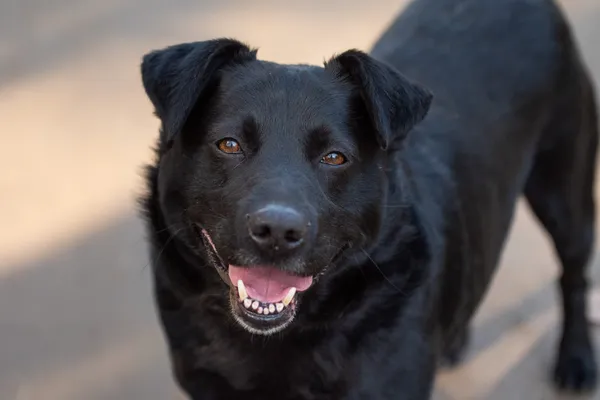 Pies do adopcji, Nowodwór, 9 kwietnia 2026 (2/5)