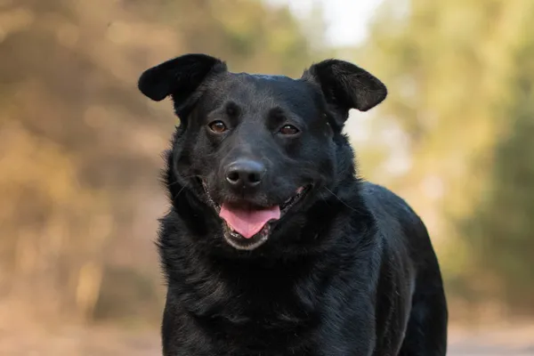 Pies do adopcji, Nowodwór, 9 kwietnia 2026 (3/5)