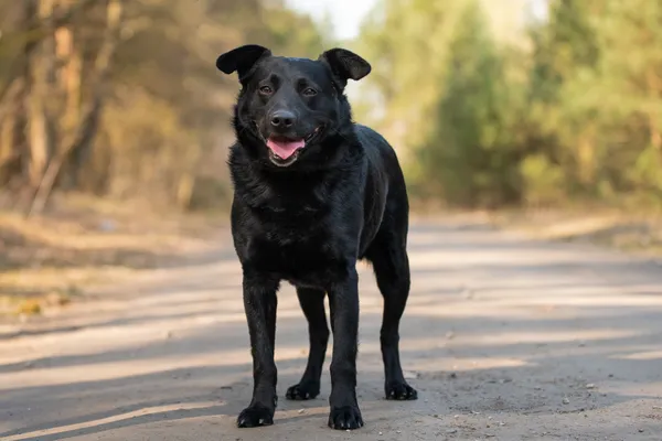 Pies do adopcji, Nowodwór, 9 kwietnia 2026 (4/5)