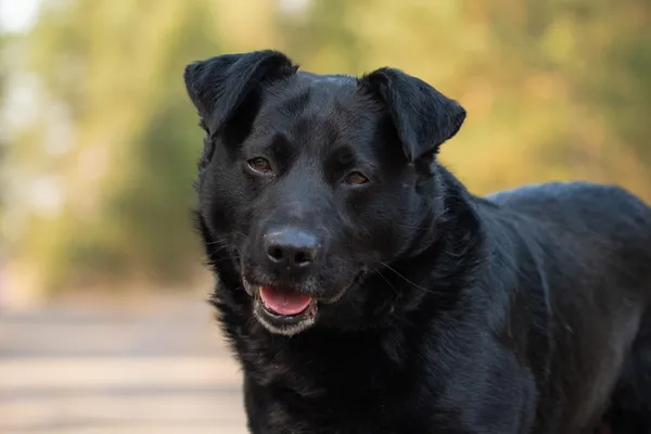 Pies do adopcji, Nowodwór, 9 kwietnia 2026 (5/5)