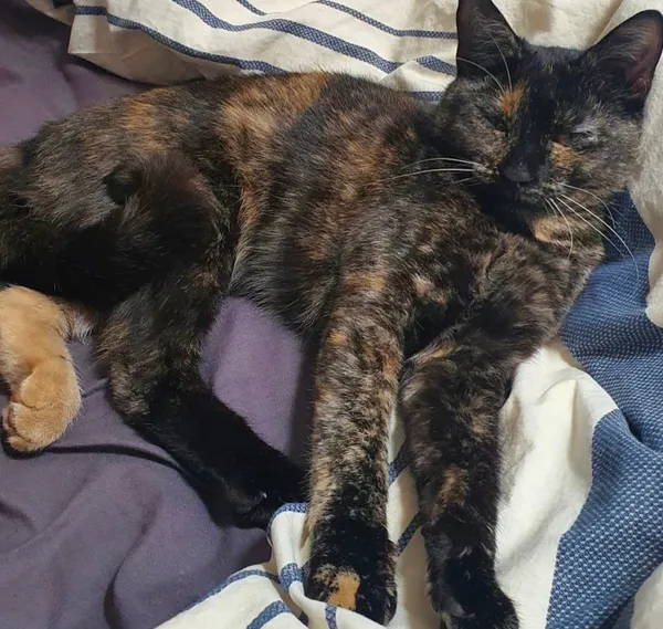 Zaginął kot, Łódź, 12 kwietnia 2026