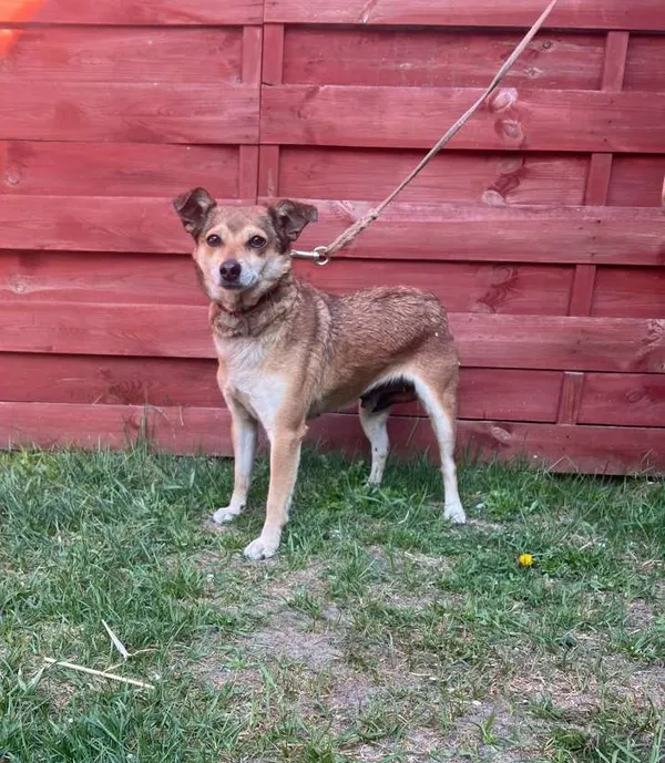 Znaleziono psa, Czartki, 10 kwietnia 2026