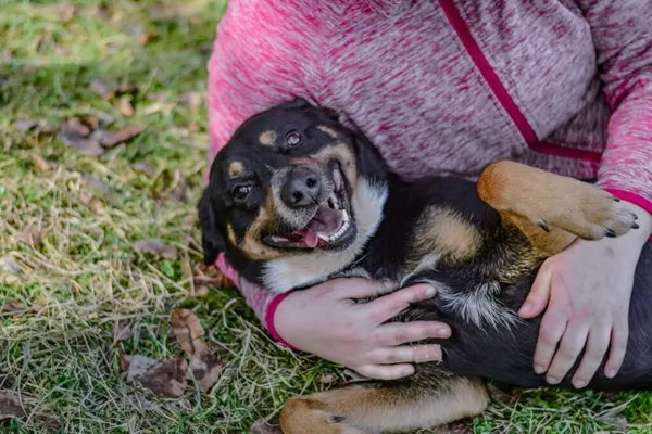 Pies do adopcji, Radom, 13 kwietnia 2026 (1/5)