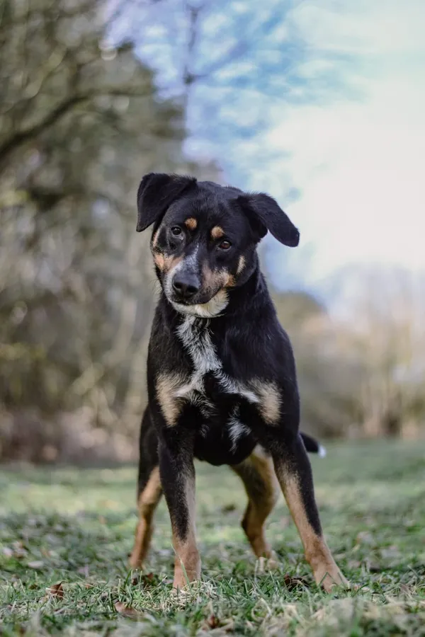 Pies do adopcji, Radom, 13 kwietnia 2026 (2/5)