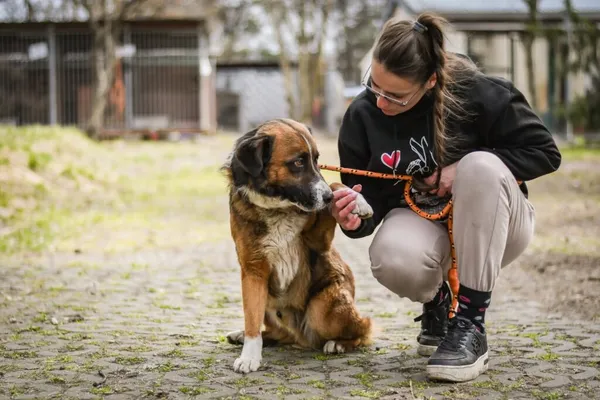 Pies do adopcji, Radom, 25 sierpnia 2026 (4/5)