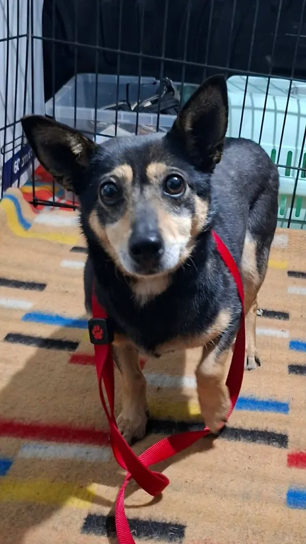 Znaleziono psa, Sosnowiec, 8 kwietnia 2026