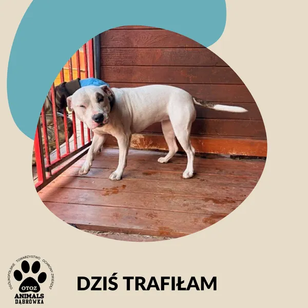 Znaleziono psa, Dąbrówka, 10 kwietnia 2026